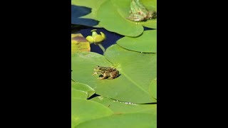 This Is How a Tadpole Transforms Into A Frog [upl. by Sitto190]