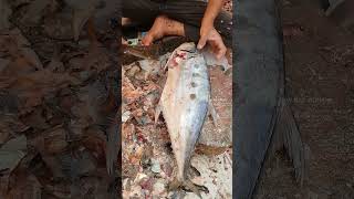 Giant Fish  Trying to Peel Fish Skin  Fish Cutting Skills surgeonfish tinyfish giantfish [upl. by Modie648]