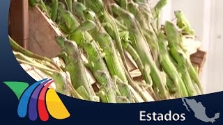 Crianza de iguanas genera 23 mil ejemplares al año en Chiapas  Noticias de Chiapas [upl. by Lesley]