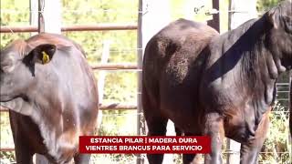 Cabaña Madera Dura  Estancia Pilar  Vientres Brangus para servicio [upl. by Algar]