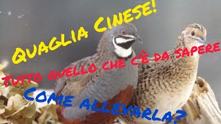 Come allevare Quaglie Cinesi [upl. by Ayotas954]