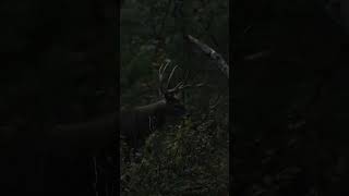 A traditional bowhunting experience [upl. by Haden948]