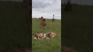 Los Black Rock se saludan Oloimina Oloshipa y Lorkulup shorts lions bigcats wildlife leones [upl. by Tugman85]