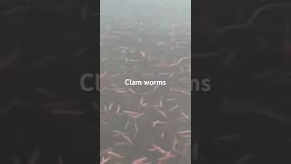 Discover the Mesmerizing World of Clam Worms Swimming Underwater [upl. by Nwad]