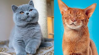 The CUTEST CAT BREEDS In The World 🐱 [upl. by Durston593]