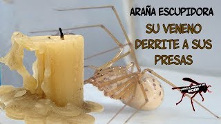 ARAÑA ESCUPIDORA  SU VENENO DERRITE A SUS PRESAS [upl. by Ancell943]