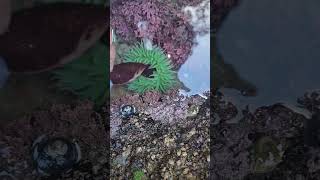 Feeding Turkish Towel Seaweed to a Giant Green Anenomeseaweed anenome [upl. by Jaquenette]