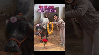 भैस🐃को आया शादी का रिस्ता💕 comedy buffalo [upl. by Gatian]