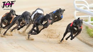 British greyhound racing  Track race 480m [upl. by Ehtnax534]