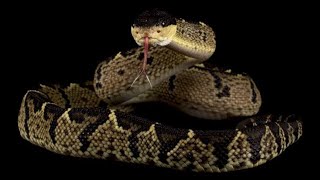 Responsible with venomous snakes Episode 2  blackheaded Bushmaster Lachesis melanocephala [upl. by Annabal]