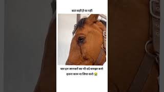 Yaar in janwar ko bhi darrad shortvideo islamicvideo viralvideo allah hu akbar allah hu akbar [upl. by Anij]