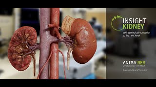 INSIGHT KIDNEY  The human kidney expedition [upl. by Idihsar]