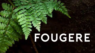 Fougère Herbal Aromático [upl. by Flanigan]