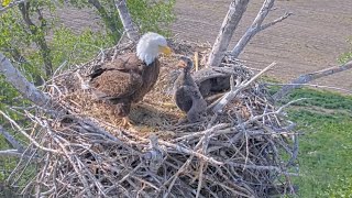 Kansas Eagles 42224 Cheyenne Reads Mom the Riot Act 😉  Adorable Moments Footage from 41924 [upl. by Assenav420]