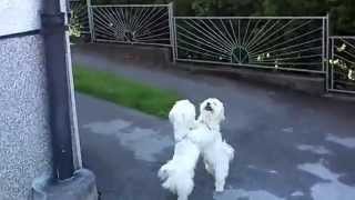 Maltese Waltz  cute maltese dogs dancing [upl. by Natehc]