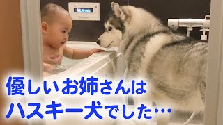 とっても優しいハスキー犬が、赤ちゃんのお姉さんに♡ ハスキー流の子育て日記｜PECO【ナレーション有】 [upl. by Atsirc967]