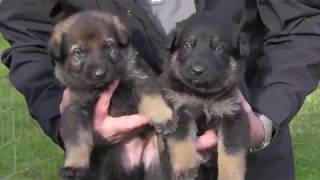 First Time Out of the box Sables and bicolor german shepherds at three weeks old [upl. by Hambley946]