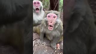 Crazy Monkey short videos please like share subscribe [upl. by Ailegna]