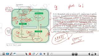 CSIR JULY 2024 EVENING SHIFT QUESTION PAPER SOLUTION  C4Cycle  Cell Cycle Regulation Immunology✅ [upl. by Rubina]