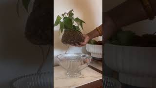 How to water a Kokedama [upl. by Conlee]