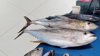 Great skill of cutting yellowfin tuna Pasar Ikan Jembatan Puri Sorong City 🔥🔪🔥Live 12 Nov 24 [upl. by Auhso195]