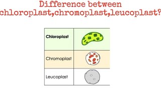 Difference between chloroplast chromoplast leucoplast biology [upl. by Nuy]