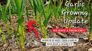 Growing Update Comparing 5 Varieties of Garlic [upl. by Einwahs]