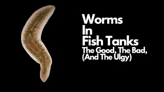 Worms In Fish Tank 😱  The Good The Bad And The Ugly [upl. by Joann368]