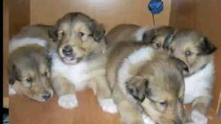 Szczeniaki collie rough puppies slideshow [upl. by Jennifer665]