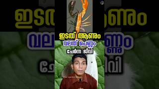 ആണും പെണ്ണുമല്ലാത്ത ജീവി half male half female animal malayalam [upl. by Eneiluj103]