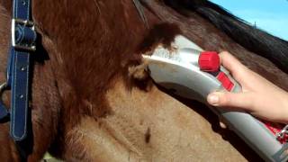 Horse Clipping For Beginners [upl. by Gerfen]