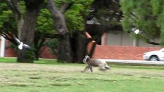 Adelaide  Koala running in the park  1 [upl. by Yellhsa]