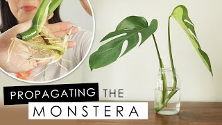 MONSTERA DELICIOSA  HOW TO PROPAGATE IN WATER UPDATE amp REPOTTING [upl. by Ahsieit]