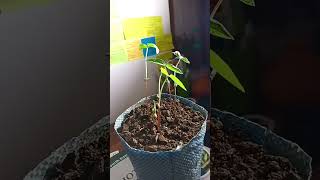 Epigeal germinationtimelapsetimelapse germination morphologicalgrowth ❤️❤️❤️ [upl. by Lubbock665]