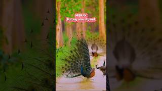 Merak burung atau Ayam  merak peacock amimals shorts [upl. by Dowell860]