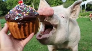 650Pound Pig Turned Social Celebrity [upl. by Omixam]