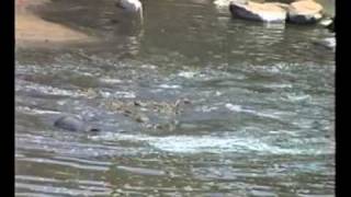 Crocodiles eating wildebeest Grumeti Serengeti [upl. by Hook]