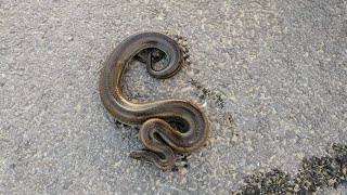 Enhydris enhydris Rainbow Water Snake Mildly Venomous [upl. by Leahplar243]