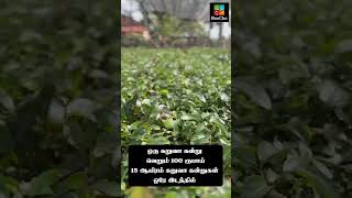 ஒரு கறுவா கன்று வெறும் 100 ரூபாய் cinnamontree farming reecha [upl. by Bertasi]