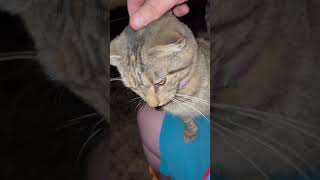 My three legged cat loves ￼ attention [upl. by Neyr924]