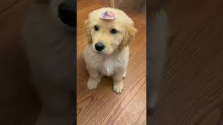 Puppies Learning to Walk Wobbly and Adorable puppy pets cute funny [upl. by Hayimas]