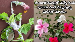 mealybug treatment on hibiscus plant  mealybug control  mealybug pesticide  hibiscus plant care [upl. by Monia]