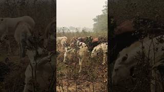 Shahar mein dehat amazing animal donkey group in my village life [upl. by Corly617]