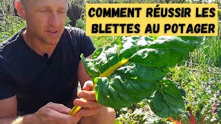 Comment réussir les blettes au potager [upl. by Nidia]