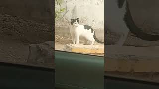 Said the cat from the car 🙀🙀😻😸😺 shorts viralvideo shortsvideo shortsviral Subscribe my channel 👍 [upl. by Nylecaj]