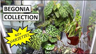 Begonia Collection Tour amp Tips to Properly Set Up a Circulating Terrarium  Plant Collection Ep 4 [upl. by Ahsinit]