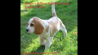 Beaglewelpe Marlo ist der beste Freund vom Rhodesian Ridgeback [upl. by Hesta]