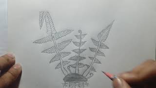 Pteris plant structurepteris উদ্ভিদের গঠনHSC Biology 1 [upl. by Amor350]