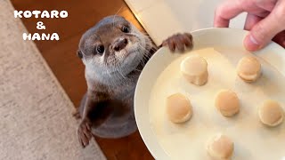 ホタテを独り占めしたいカワウソがとんでもない行動に出る Otters Go Into ScallopFueled Eating Frenzy [upl. by Hillary]