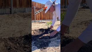 Tomatoes with dad gardening heirloom health dad father garden grow tomato soil farm sun [upl. by Solracnauj]